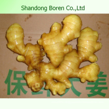 2015 High Quality Fresh Vegetables Ginger